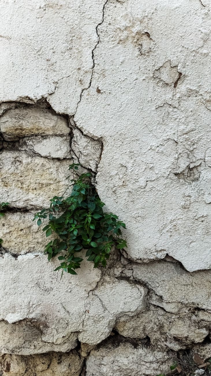 cracked wall with emerging green foliage